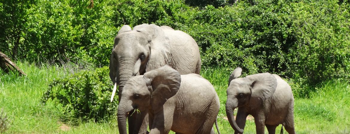 Elefantenschutz in Tansania: Exklusiv-Kooperation von AURO und NABU International